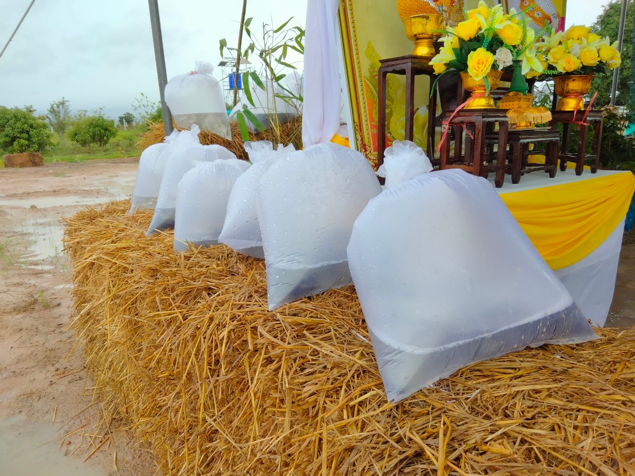 “พัฒนาชุมชนกาญจน์ … นำรองผู้ว่าฯ พร้อมคณะติดตาม ลงพื้นที่แปลง CLM อำเภอบ่อพลอย ร่วมกิจกรรมเอามื้อสามัคคี