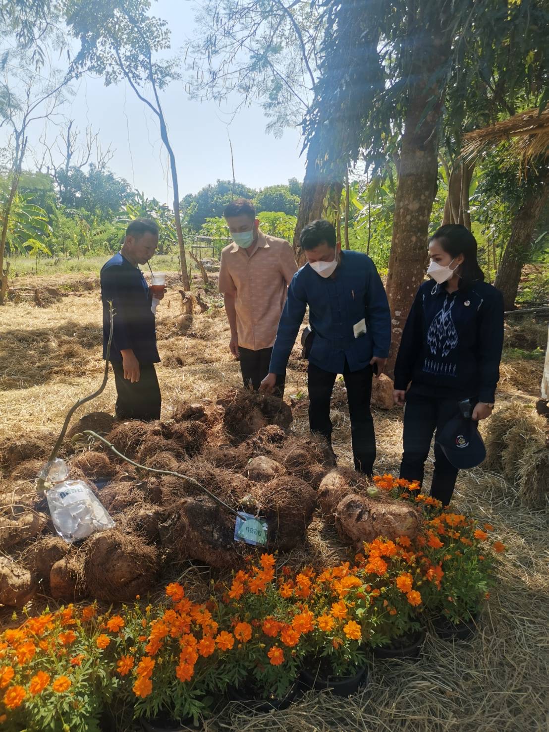 “พัฒนาชุมชนกาญจนบุรีจับมือทองผาภูมิ ร่วมแสดงผลความสำเร็จของโคก หนอง นา โมเดล ในงานวันดินโลก เขื่อนวชิราลงกรณ”