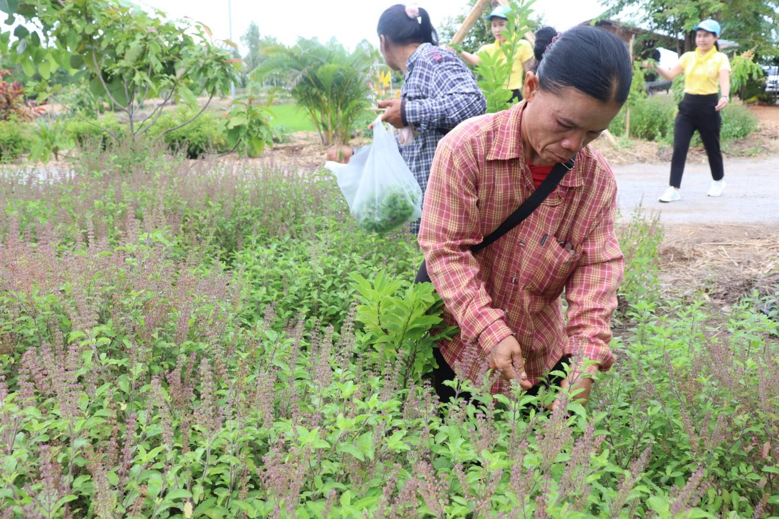 CDD KAN News : พช.กาญจนบุรี ผนึกกำลังขับเคลื่อนโครงการ โคก หนอง นา อารยเกษตร เฉลิมพระเกียรติพระบาทสมเด็จพระเจ้าอยู่หัวเนื่องในโอกาสพระราชพิธีมหามงคลเฉลิมพระชนมพรรษา 6 รอบ 28 กรกฎาคม 2567