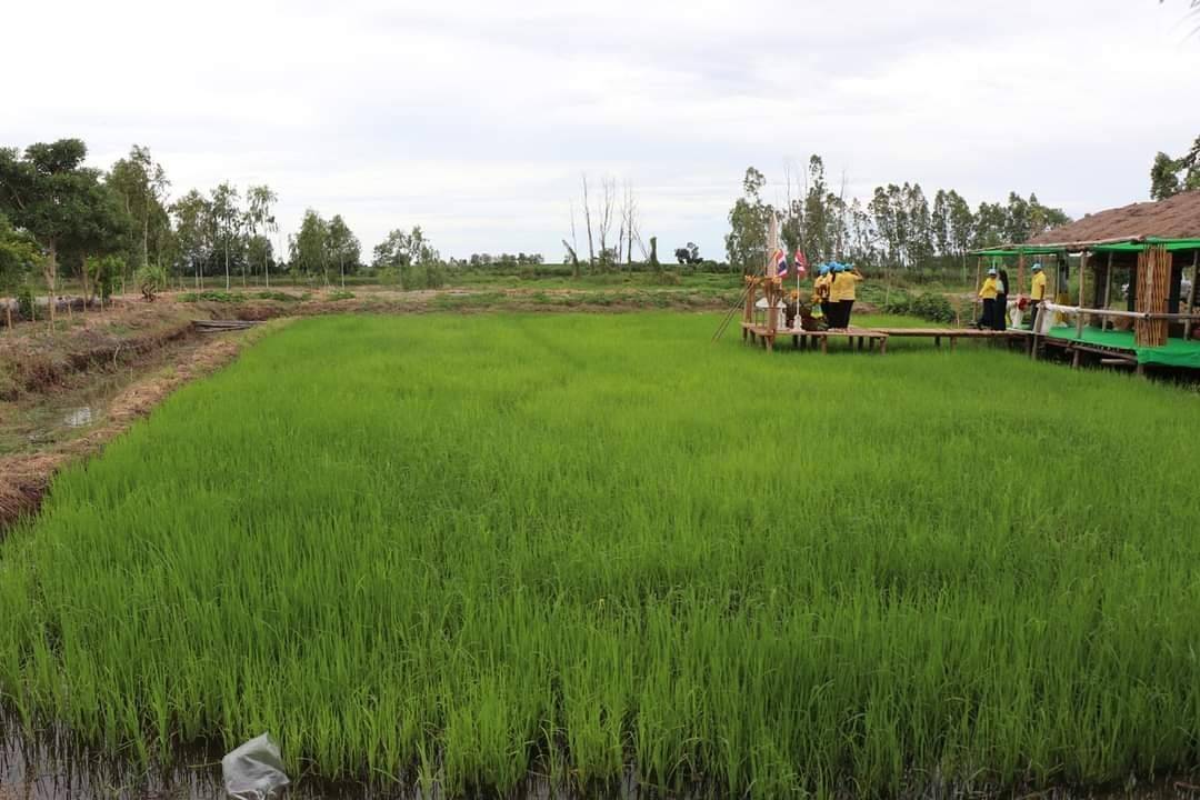 CDD KAN News : พช.กาญจนบุรี ผนึกกำลังขับเคลื่อนโครงการ โคก หนอง นา อารยเกษตร เฉลิมพระเกียรติพระบาทสมเด็จพระเจ้าอยู่หัวเนื่องในโอกาสพระราชพิธีมหามงคลเฉลิมพระชนมพรรษา 6 รอบ 28 กรกฎาคม 2567